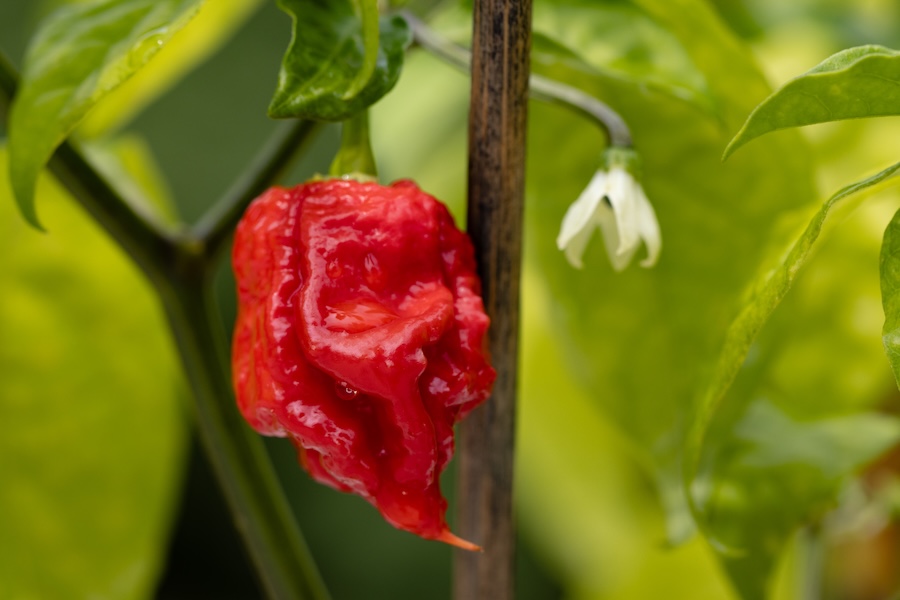 Bright red, wrinkled Carolina Reaper pepper hanging from a green pepper plant.