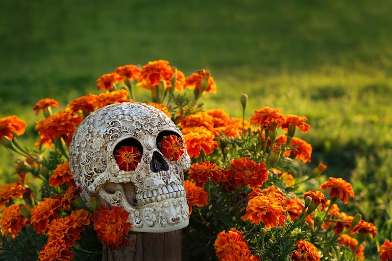Orange and red marigolds surrounding a decorative skull