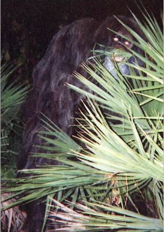 2000 photograph showing a large hairy figure behind saw palmettos near Florida’s Myakka River