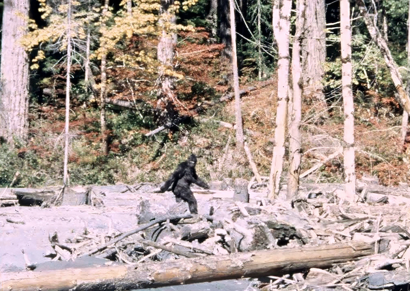 Frame from the 1967 Patterson-Gimlin film showing a hair-covered figure at Bluff Creek