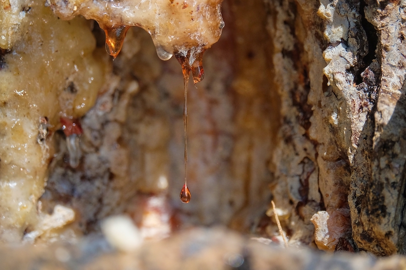 Dark pine resin running along the bark of a pine tree