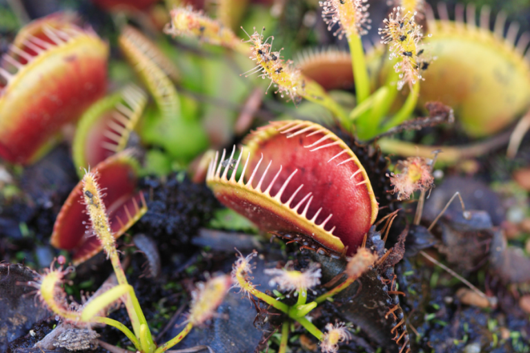Pink venus flytrap in soil carnivorous plant
