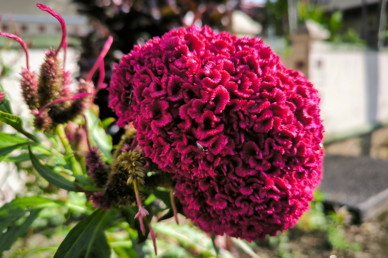 Deep red cockscomb flower with a velvety, brain-like bloom