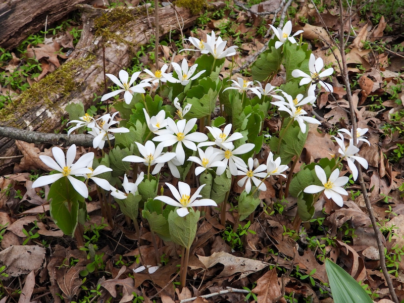 Redroot with white flowers growing among green foliage
