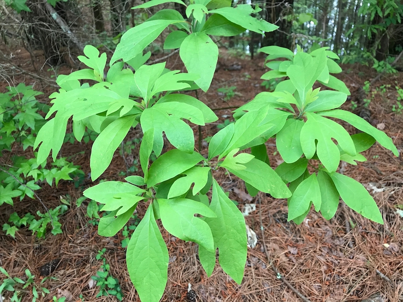 Sassafras plant with green leaves growing in a wooded setting