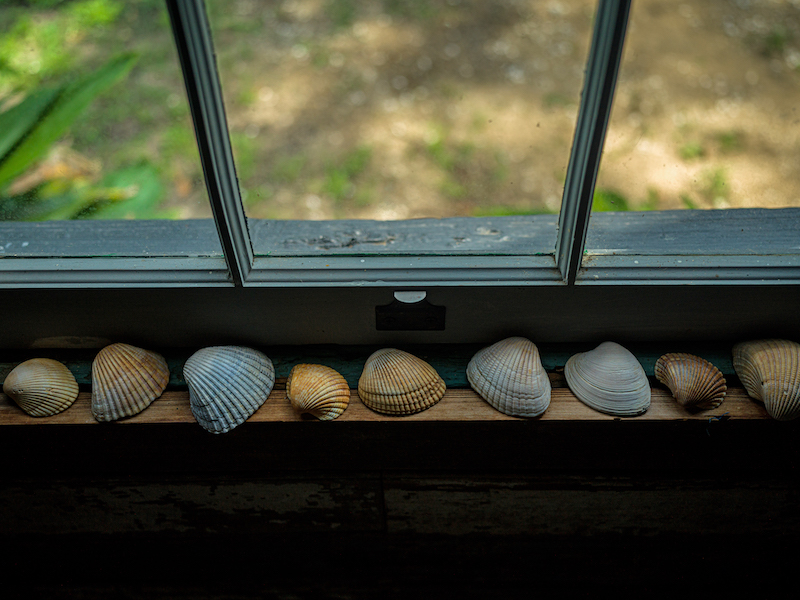 Row of seashells arranged along a windowsill