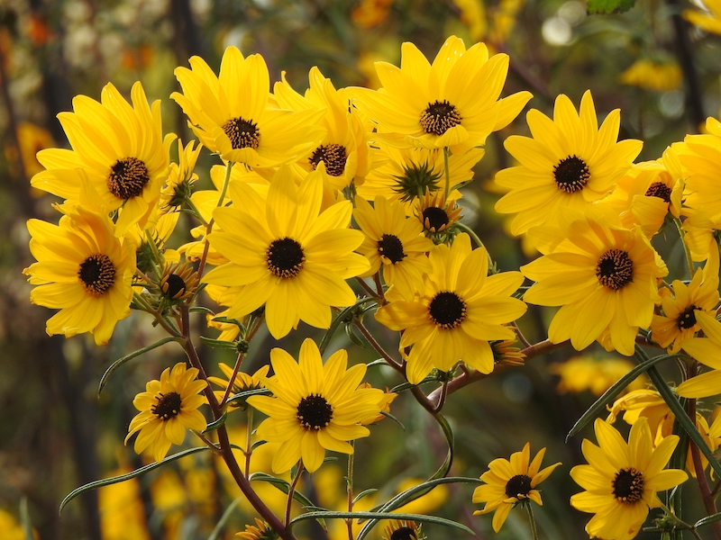 Swamp sunflowers perennials yellow petals with black center
