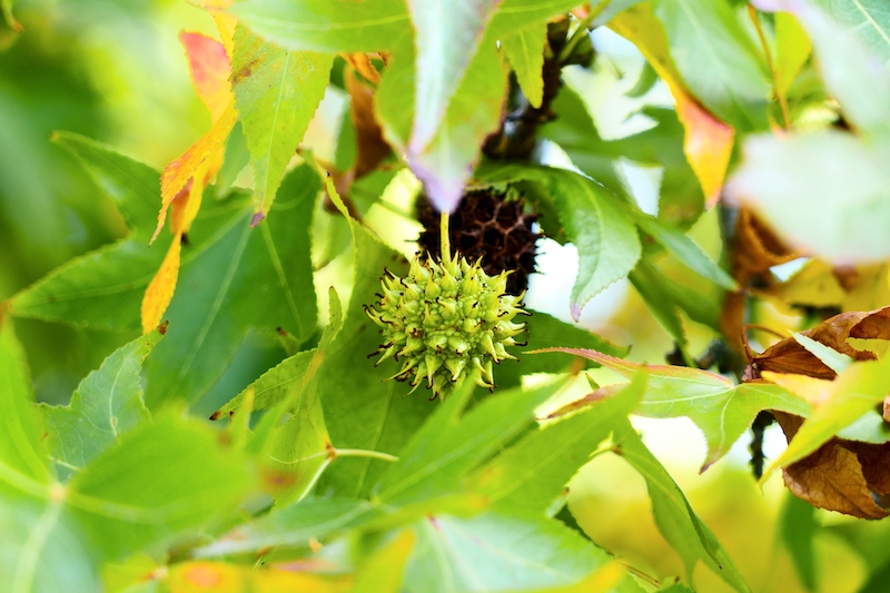 Sweet gum branch with green star-shaped leaves and a spiky gumball