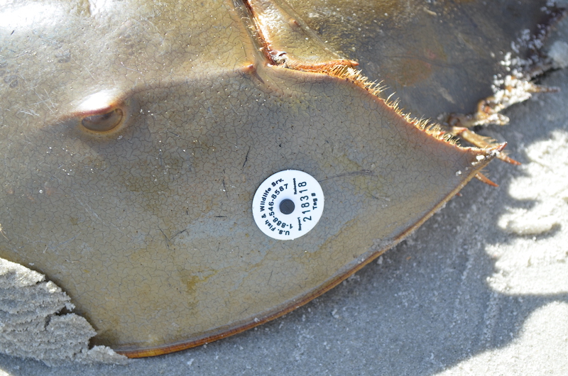 Numbered research tag attached to the shell of a horseshoe crab
