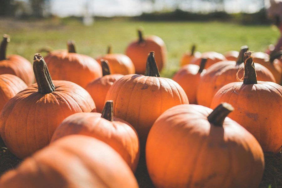Orange pumpkins growing in a pumpkin patch at Holiday Farms near Ridgeland, South Carolina