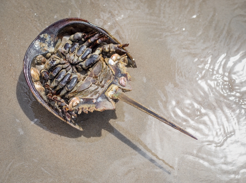 Overturned horseshoe crab showing its legs, mouthparts and underside