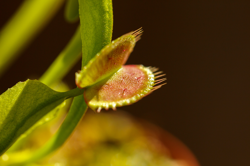 Close-up of an open Venus flytrap showing its red interior and tooth-like edges