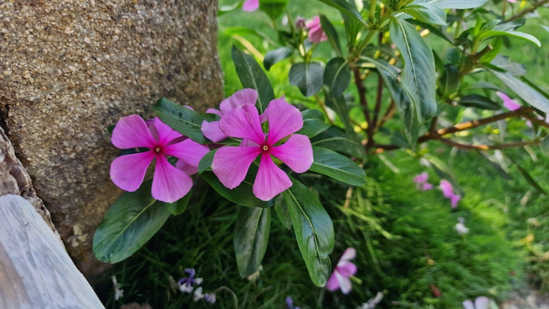Vinca annuals purple in ground