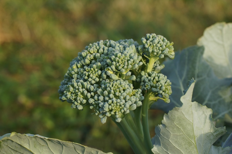 Close-up of green broccolini florets and leaves growing in a garden.
