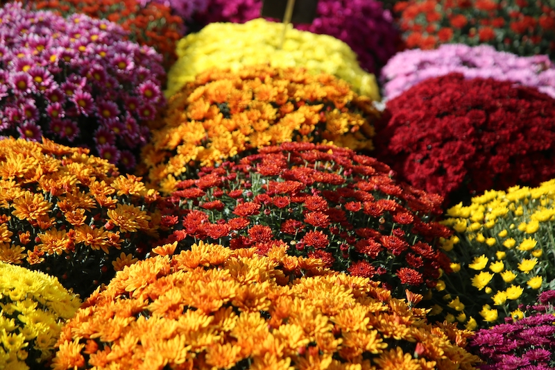 Dense display of chrysanthemums blooming in yellow, orange, red and purple