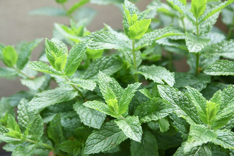 Green spearmint leaves growing densely on fresh stems