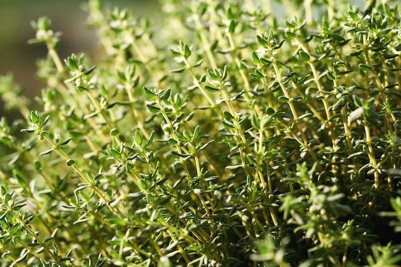 Close-up of fresh thyme growing with small green leaves and woody stems