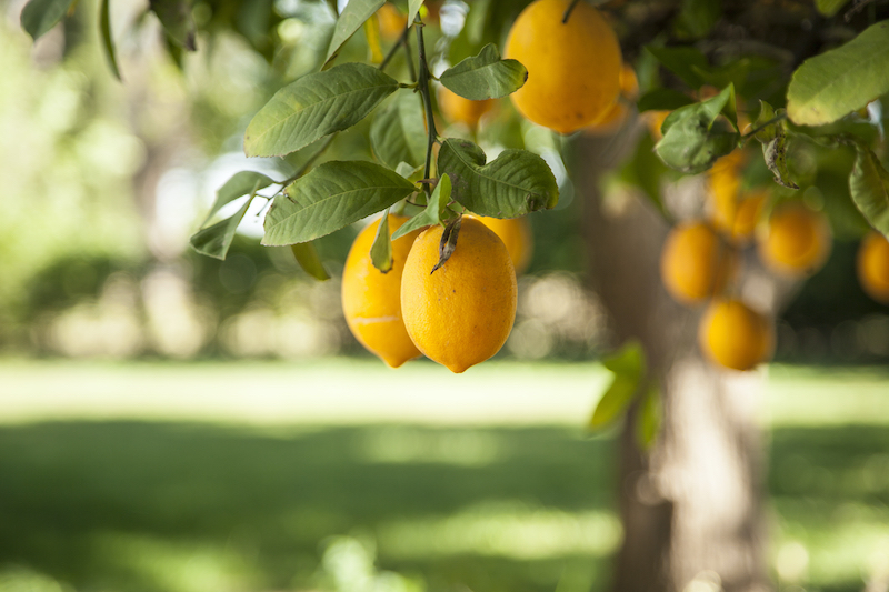 Yellow lemons hanging among green leaves on a citrus tree