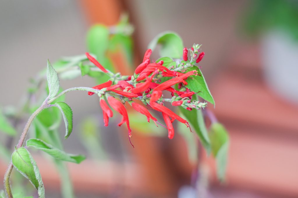 Bright red pineapple sage flowers blooming among green foliage