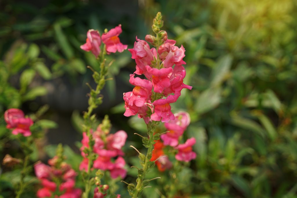 Pink snapdragon flowers blooming on upright stems